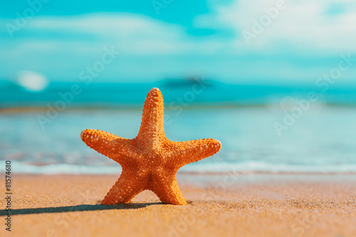 big big orange starfish on the seashore.  summer concept.