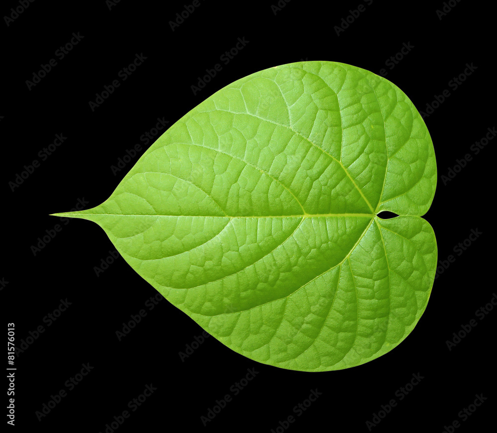 Obraz premium Single isolated leaf on black background