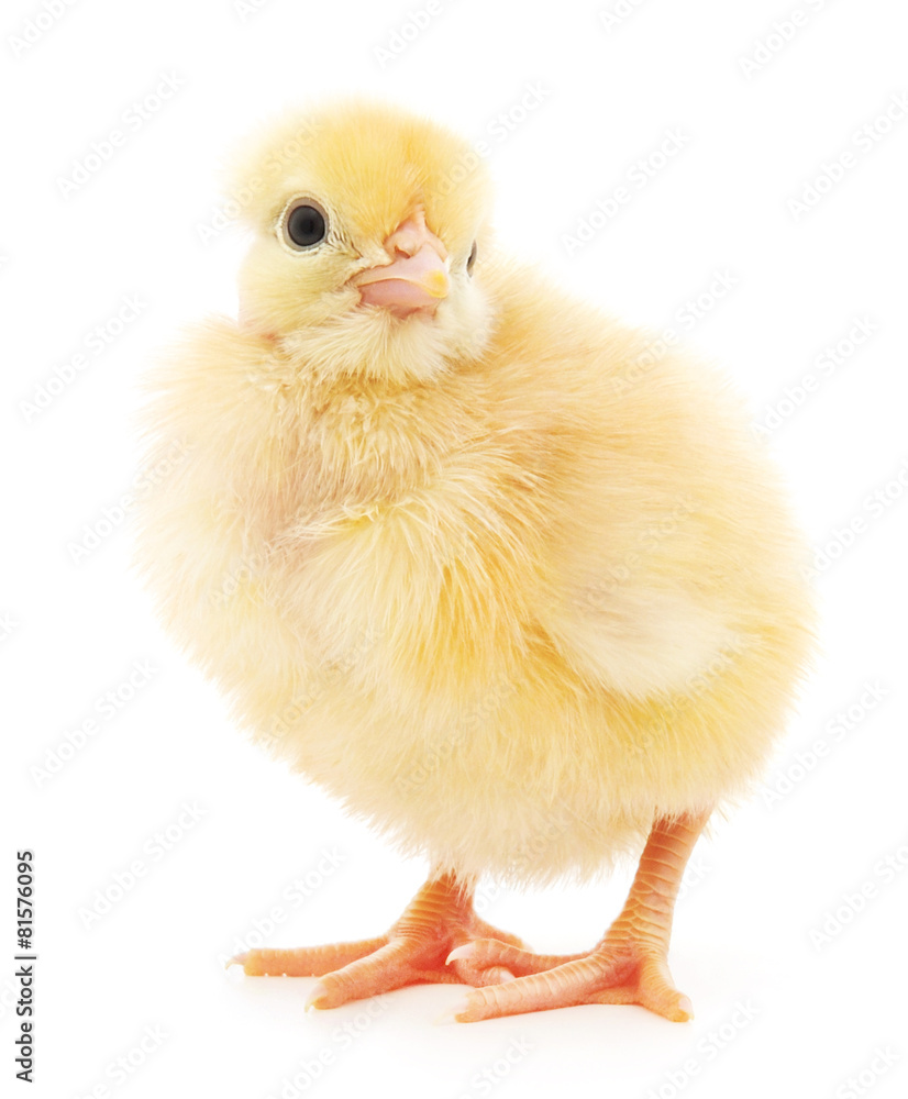 Obraz premium Small chicken