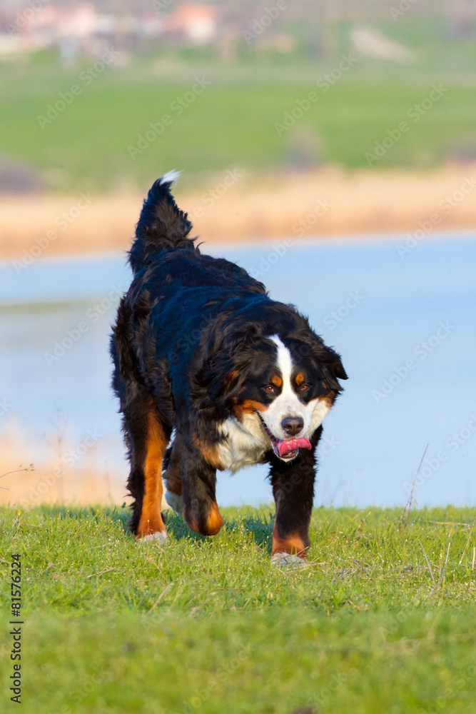 Bernese dog run in green grass