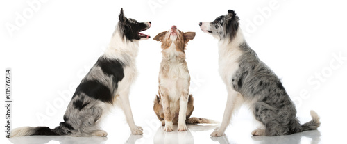 Quadro em tela Border Collies