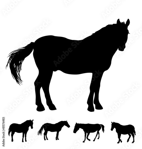 horse silhouette, vector illustration