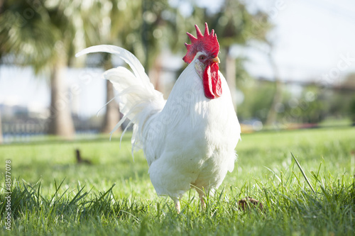 rooster photo