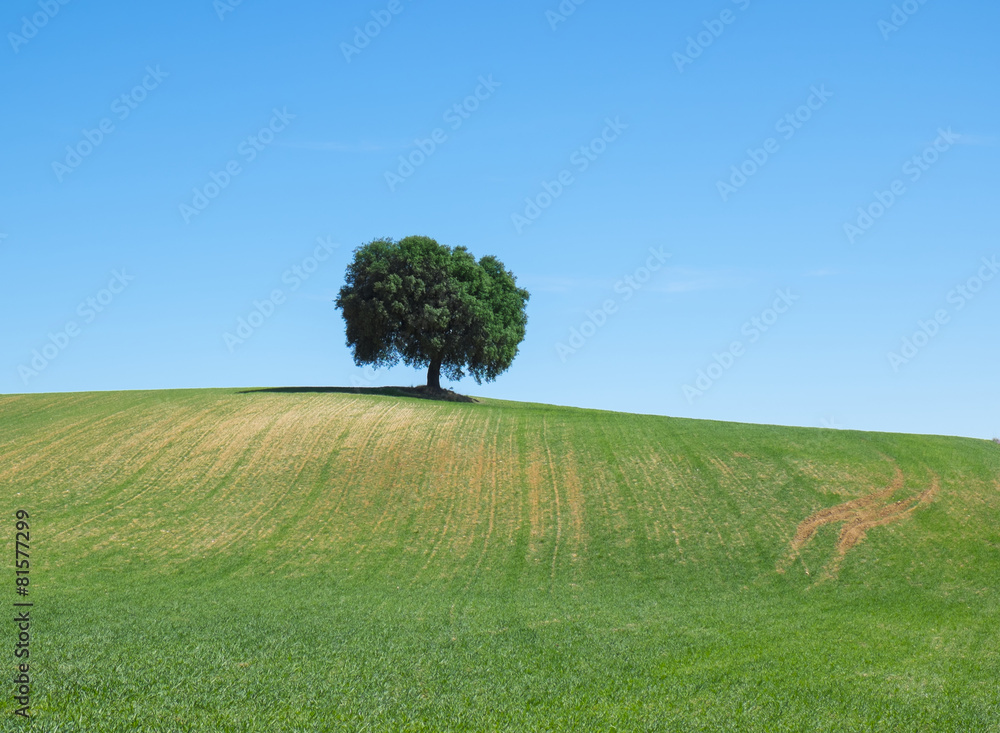 Green wheat field with a tree in the background
