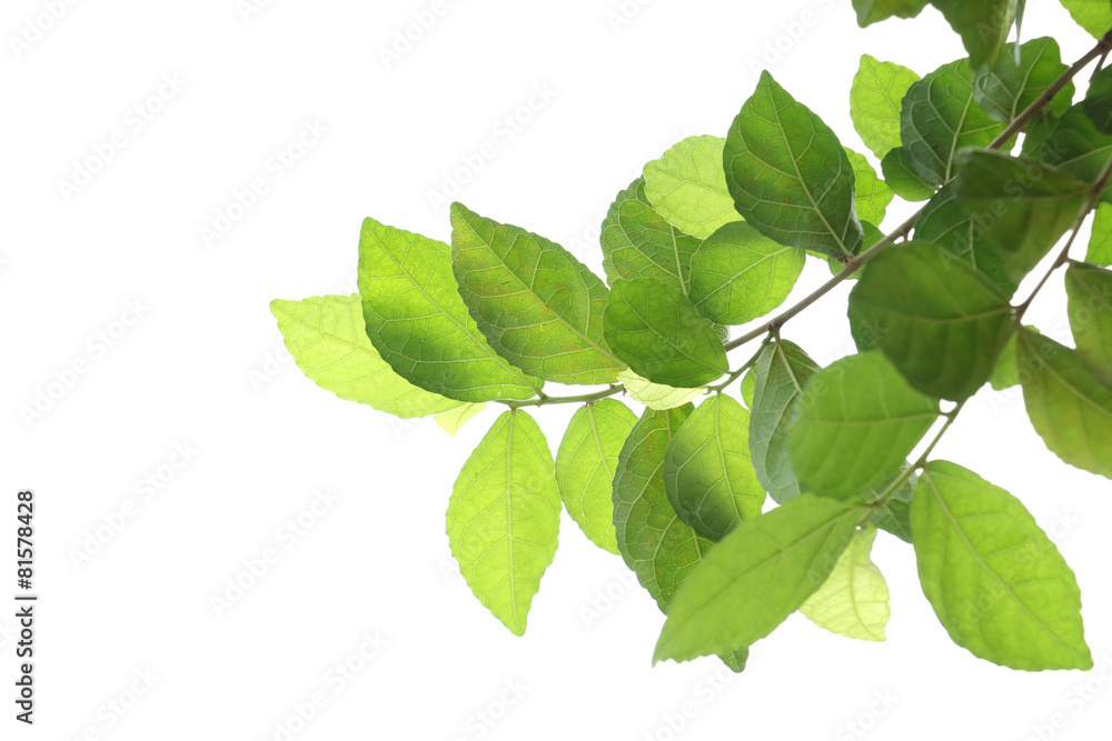 Green leaves , isolated on white background. Green leaves , isolated on white background.