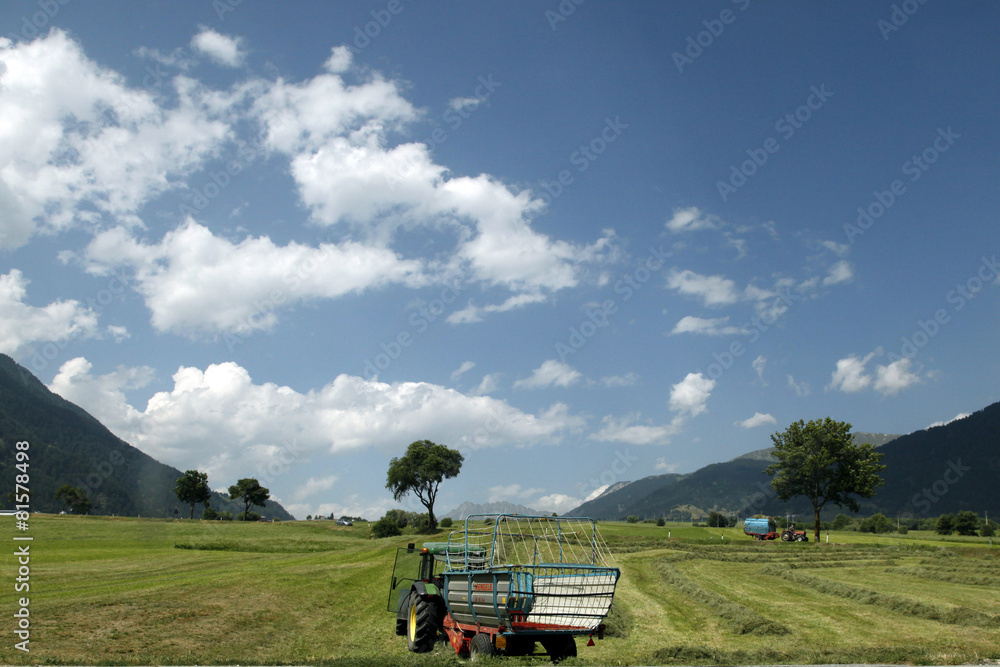 Naklejka premium field