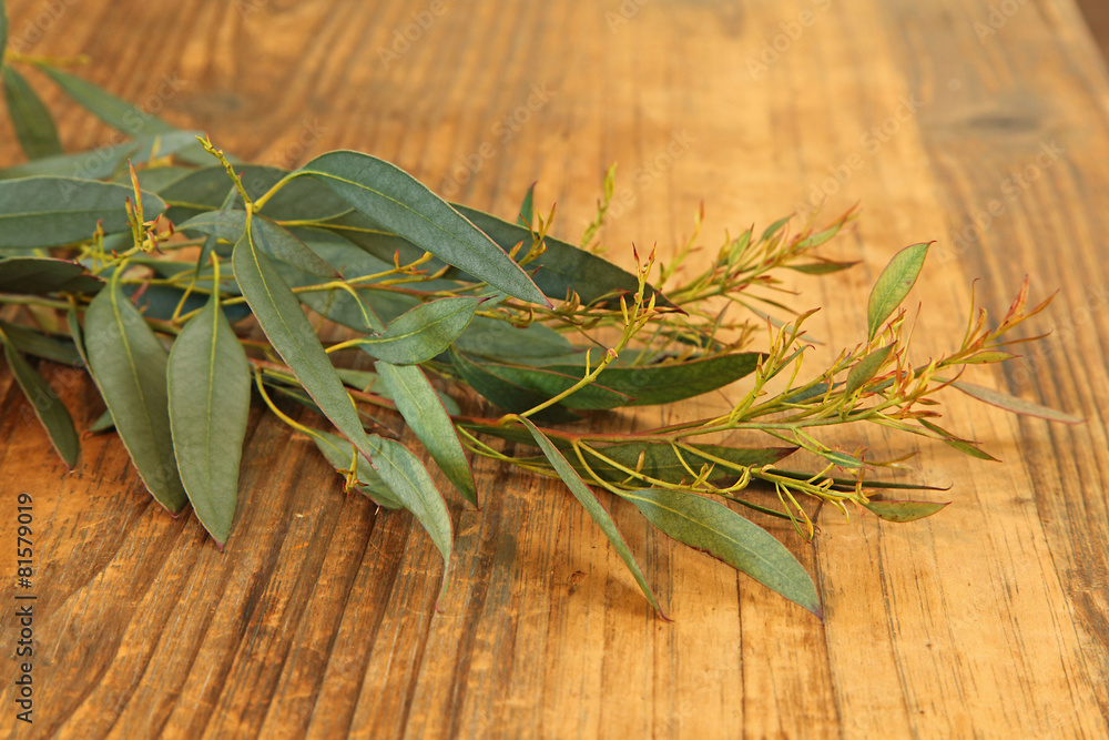 feuille d'eucalyptus feuille d'eucalyptus