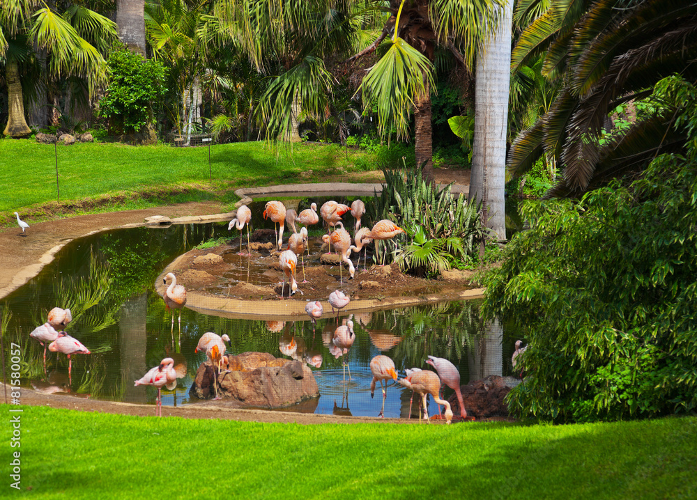 Ταπετσαρία Pink flamingo in park