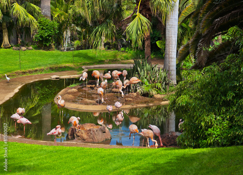 Canvas-taulu Pink flamingo in park