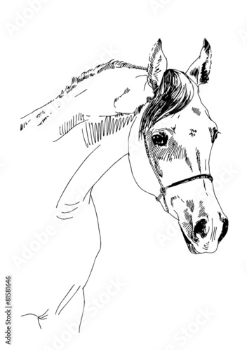 arabian horse sketch vector