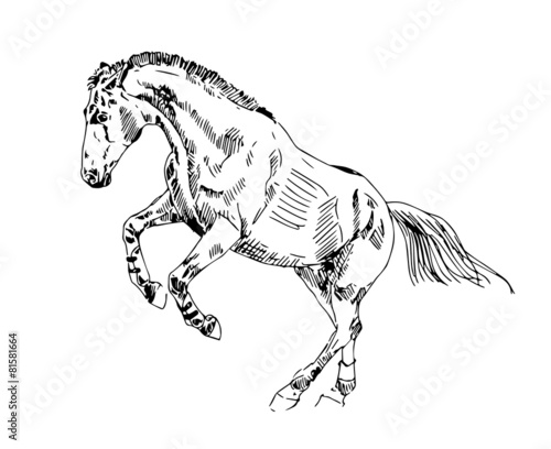 sketch horse play vector