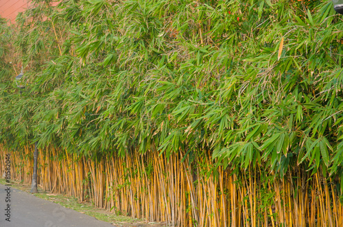 Dense foliage of fresh green bamboo