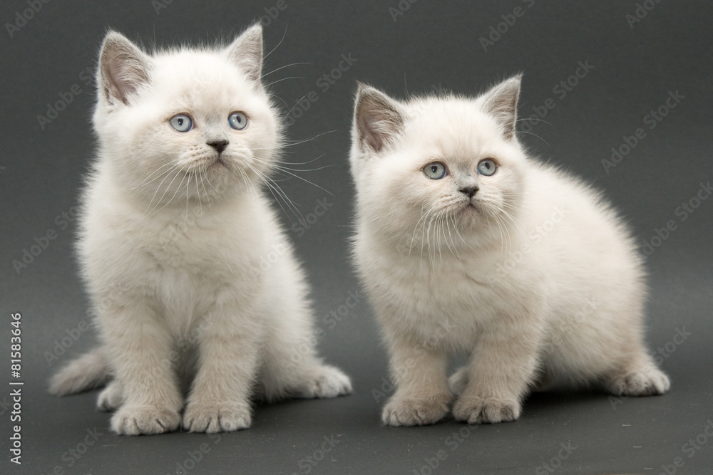 couple cute british kitten couple cute british kitten