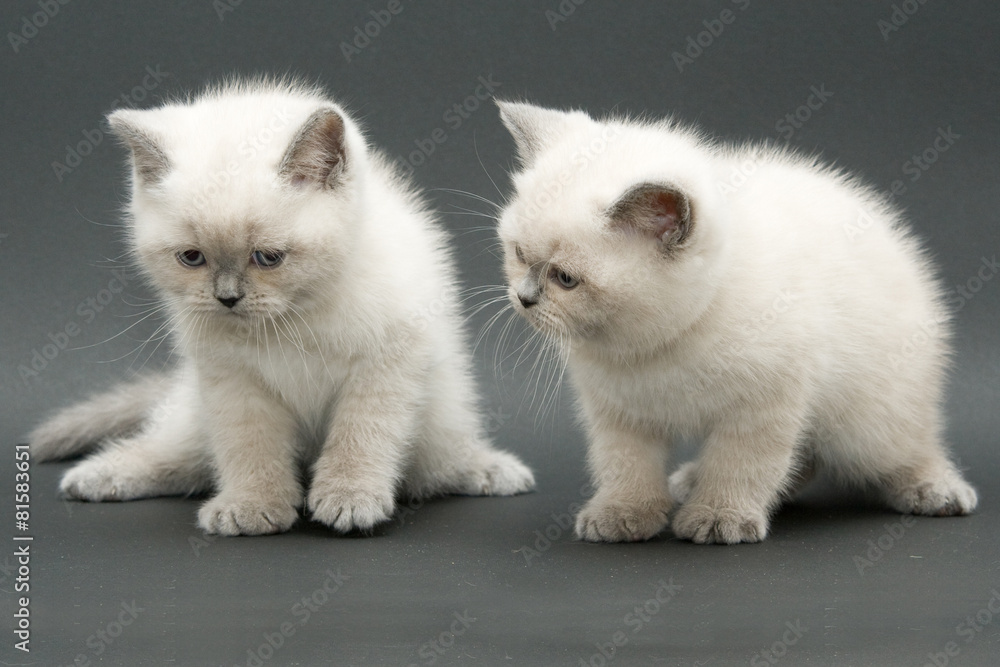couple cute british kitten