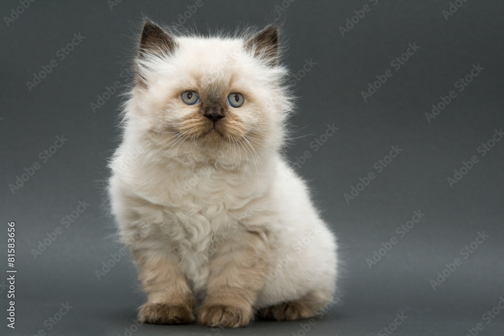 cute british kitten