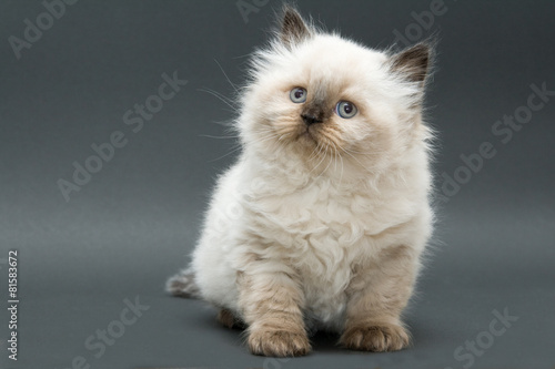 Obraz na plátně cute british kitten