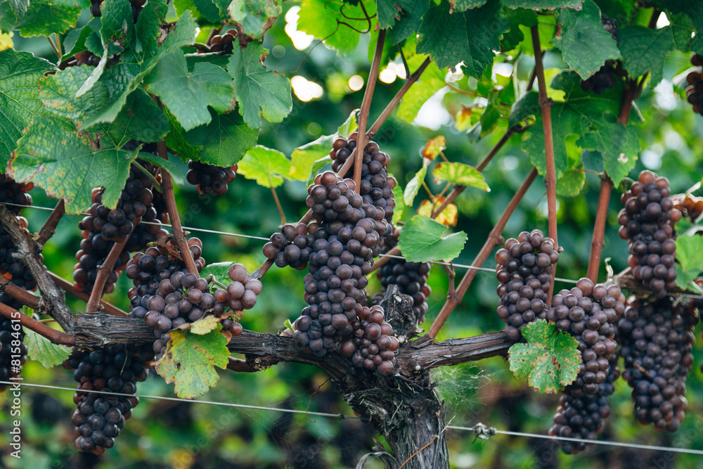grapes at vineyard