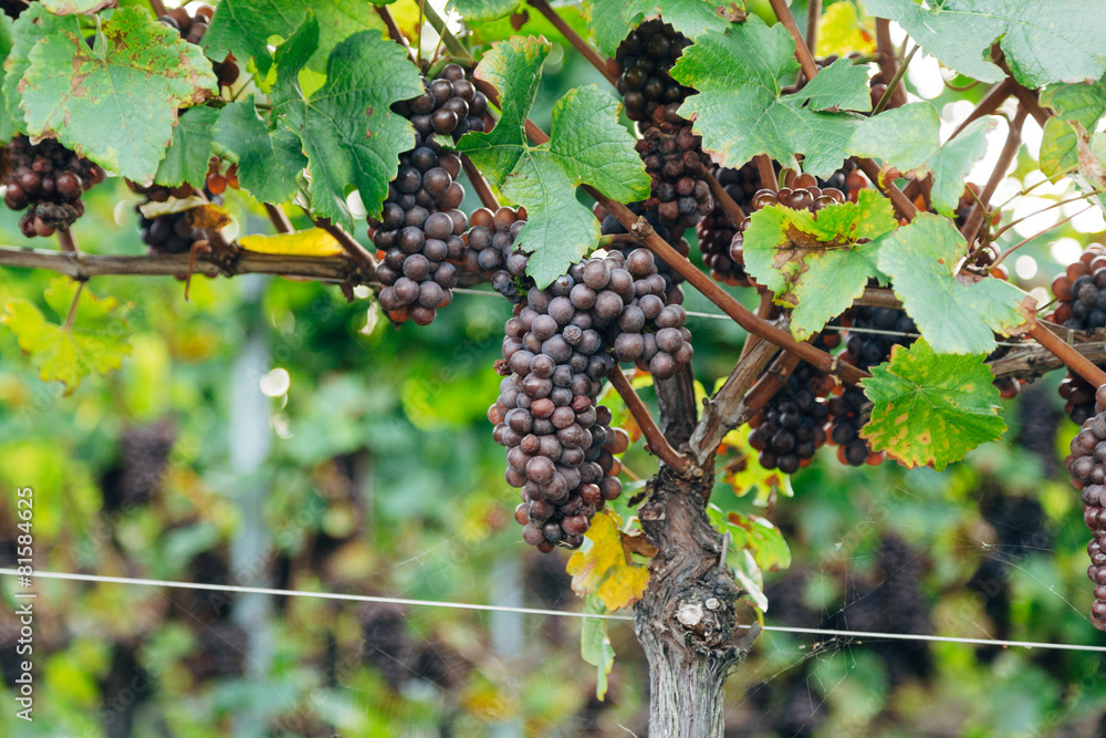 grapes at vineyard