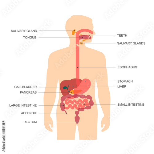 human anatomy digestive system, stomach vector illustration