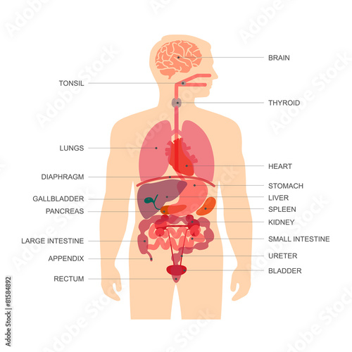 human body anatomy, vector medical organs system, photo