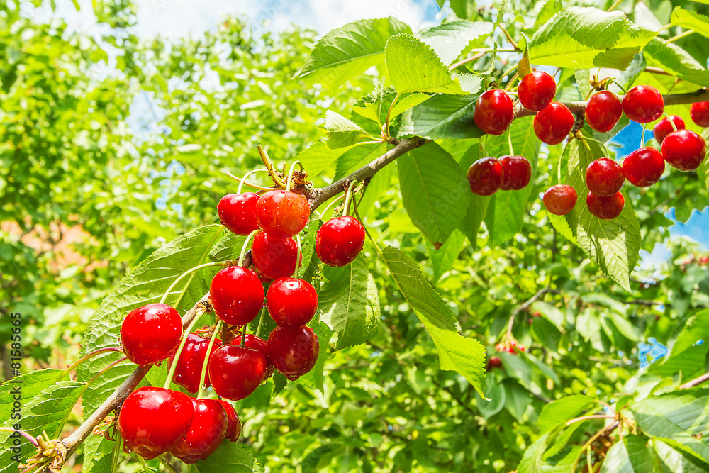 Obraz premium Berry sweet cherry with drops of rain