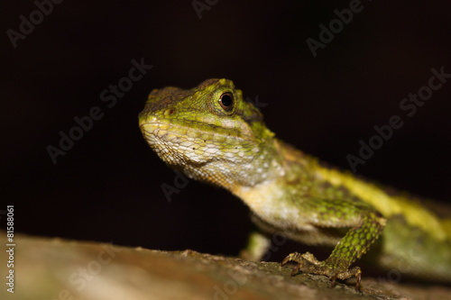 Small lizard, reptile in the wood