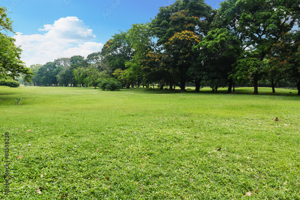 Landscape lawn in the park