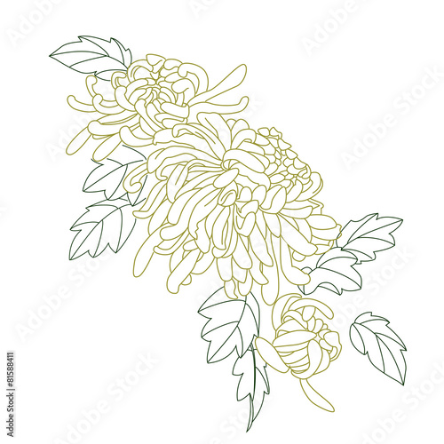 chrysanthemum flower sketch
