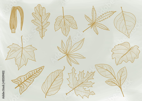 Line leaves.