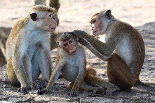 A macaque; a rhesus monkey