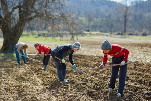 Sowing potatoes