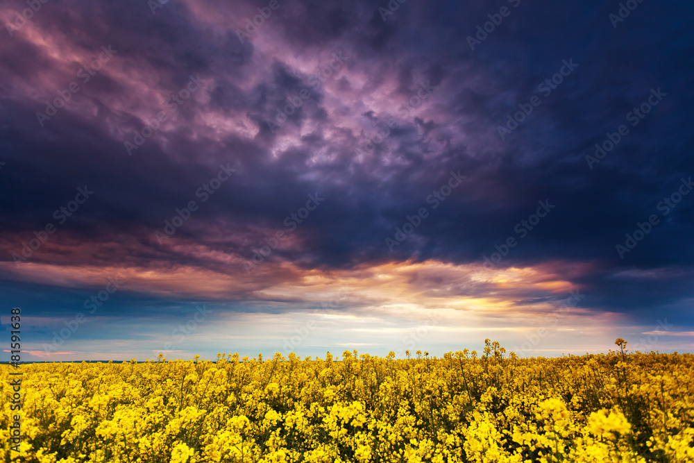 Fototapeta premium meadow