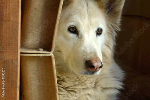 Seniorhund, q. photo