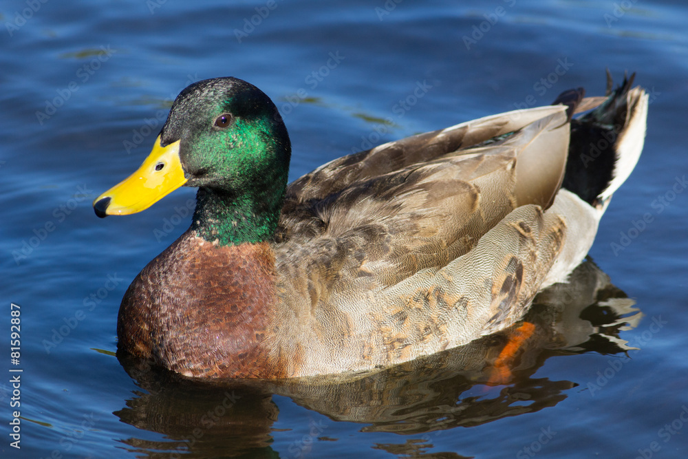Fototapeta premium A Mallard