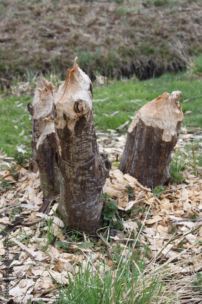 Biber zernagt Baum an Bach Biber zernagt Baum an Bach