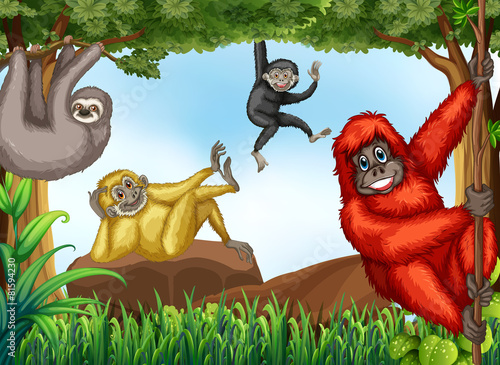 Monkeys