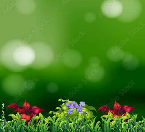 Green grass