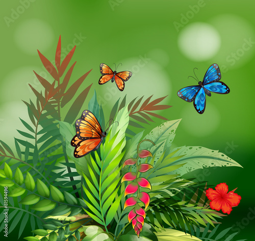 Butterflies