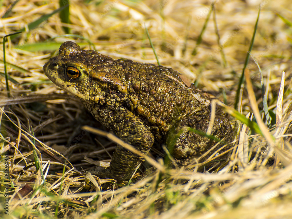 Fototapeta premium Common toad