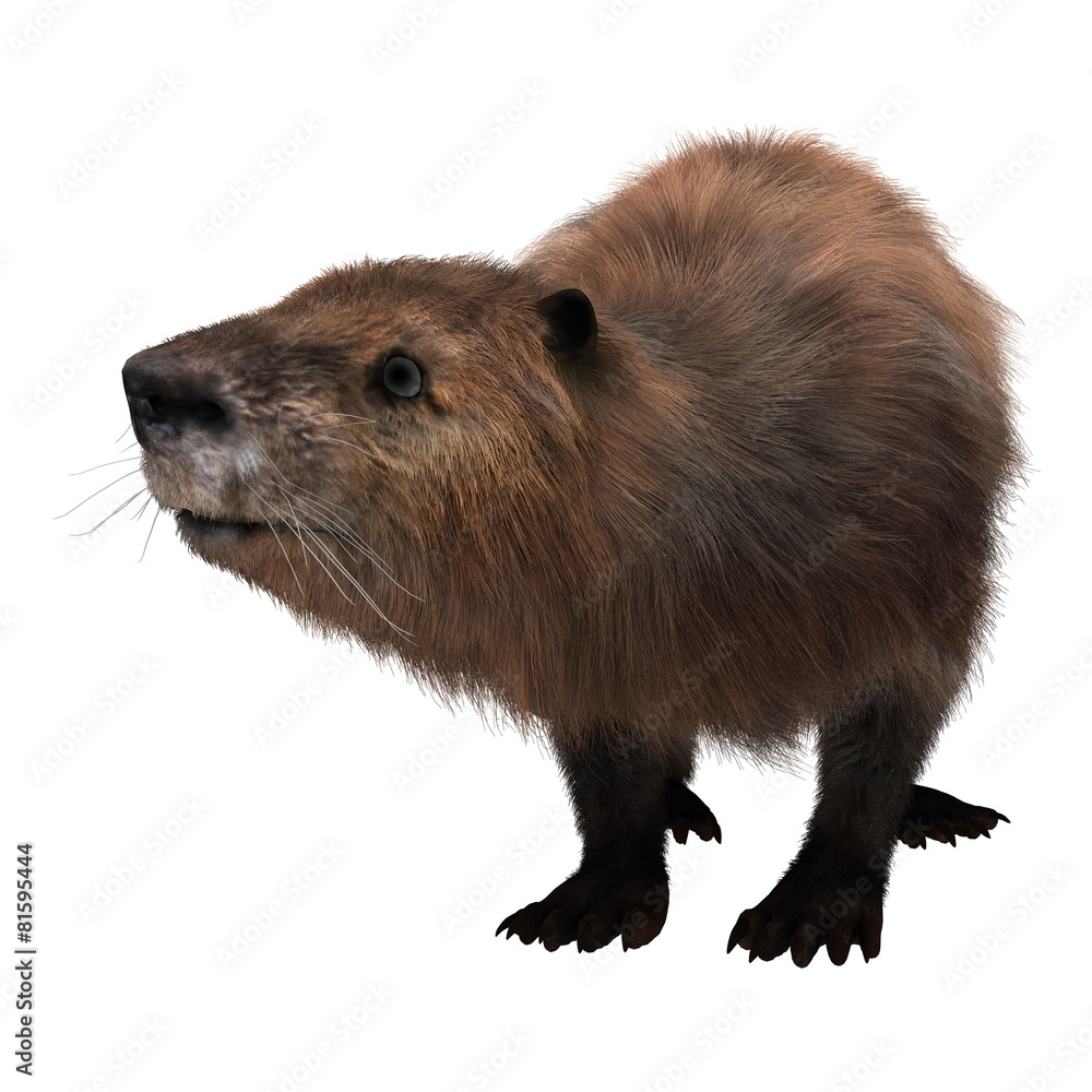Beaver Beaver