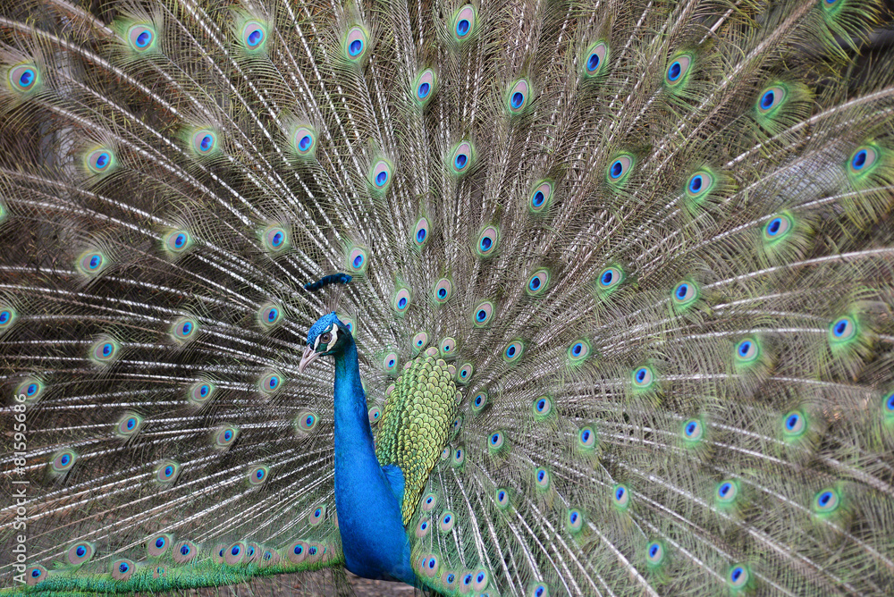 Naklejka premium Peacock spreading tail