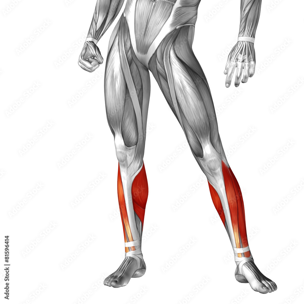 Conceptual 3D human front lower leg muscle anatomy Conceptual 3D human front lower leg muscle anatomy