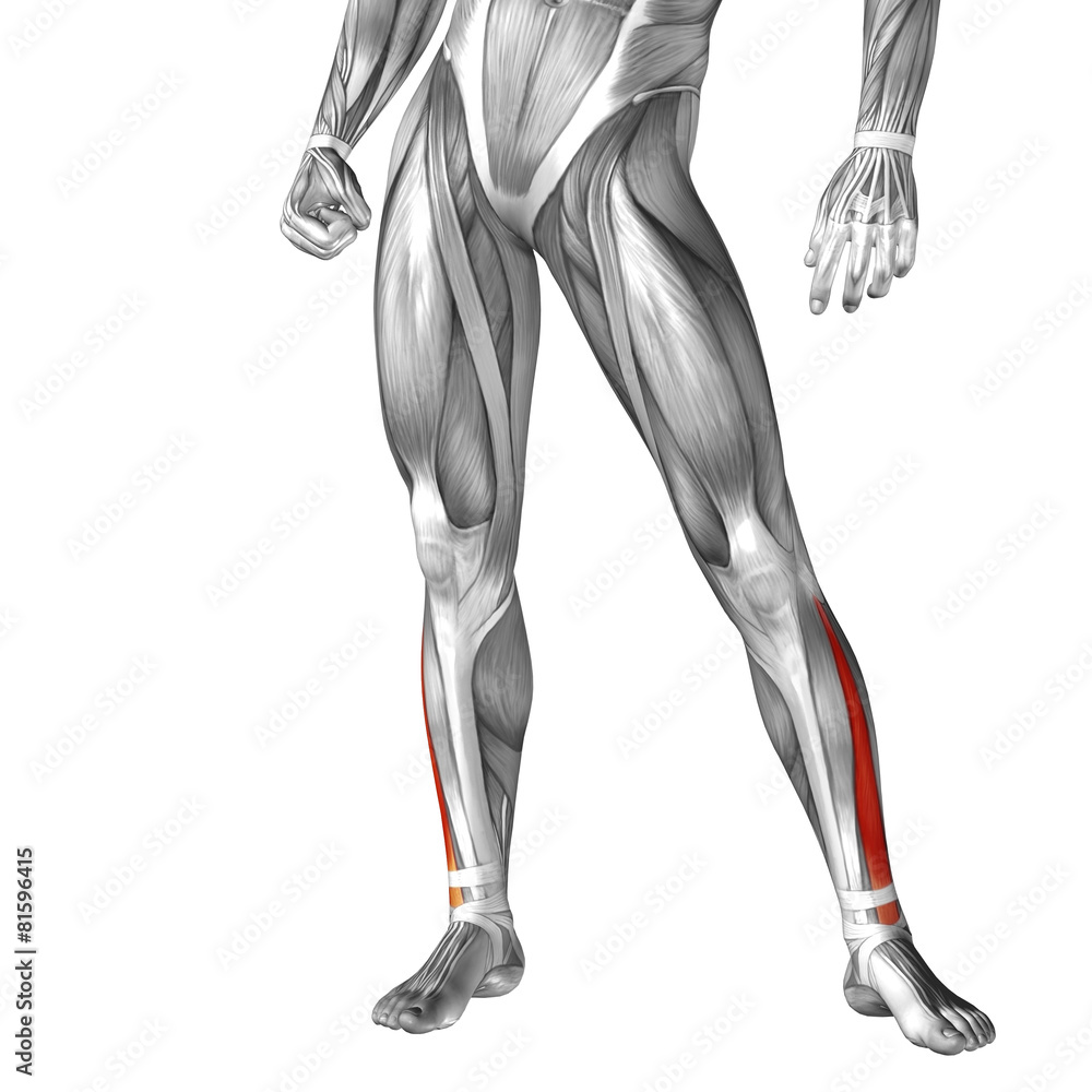 Conceptual 3D human front lower leg muscle anatomy Conceptual 3D human front lower leg muscle anatomy