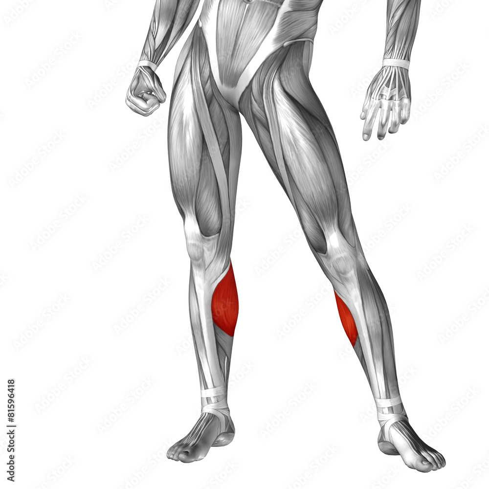 Conceptual 3D human front lower leg muscle anatomy Conceptual 3D human front lower leg muscle anatomy