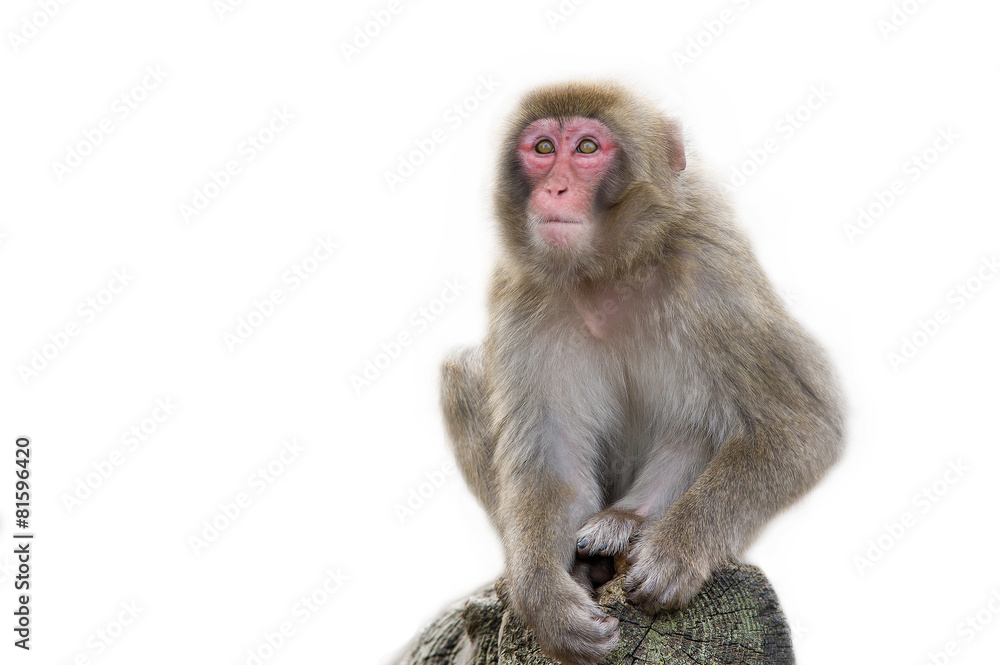 Fototapeta premium японская макака...