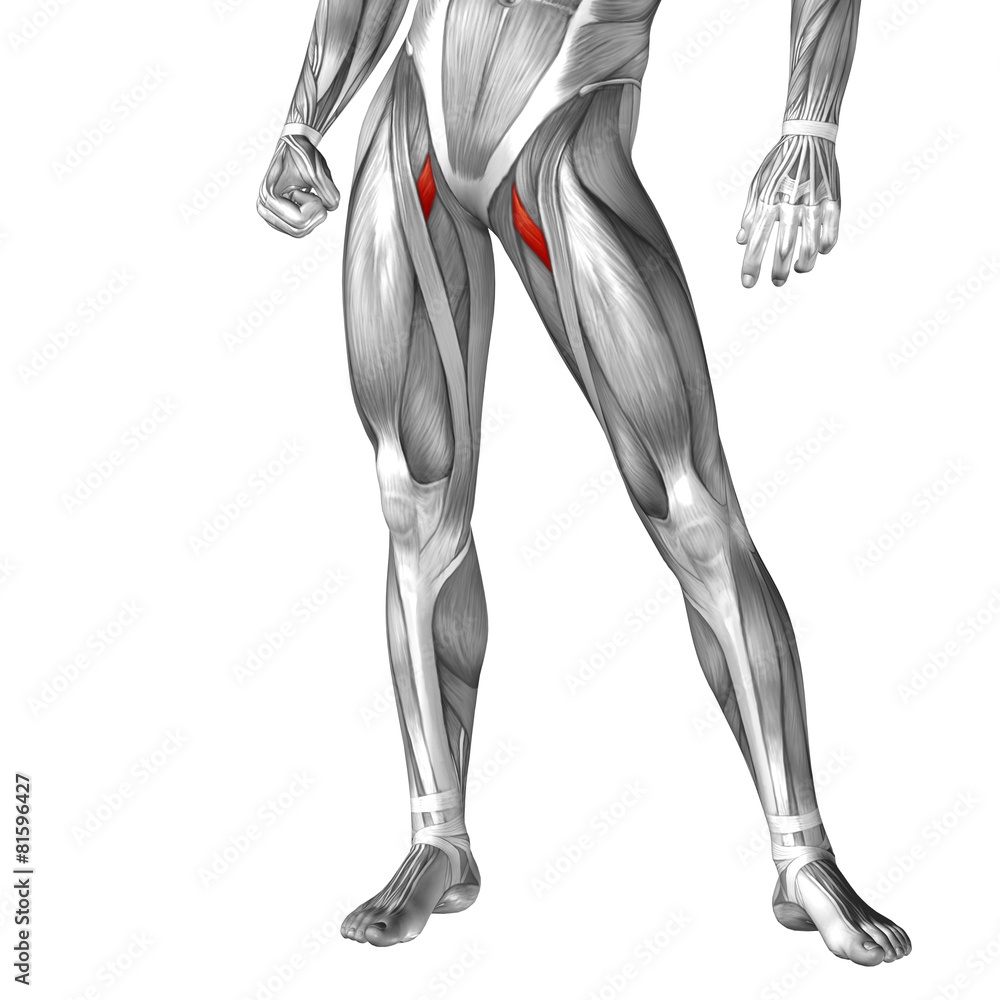 Conceptual 3D human front upper leg muscle anatomy Conceptual 3D human front upper leg muscle anatomy