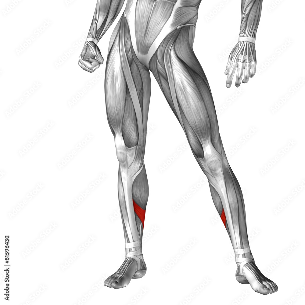 Conceptual 3D human front lower leg muscle anatomy Conceptual 3D human front lower leg muscle anatomy
