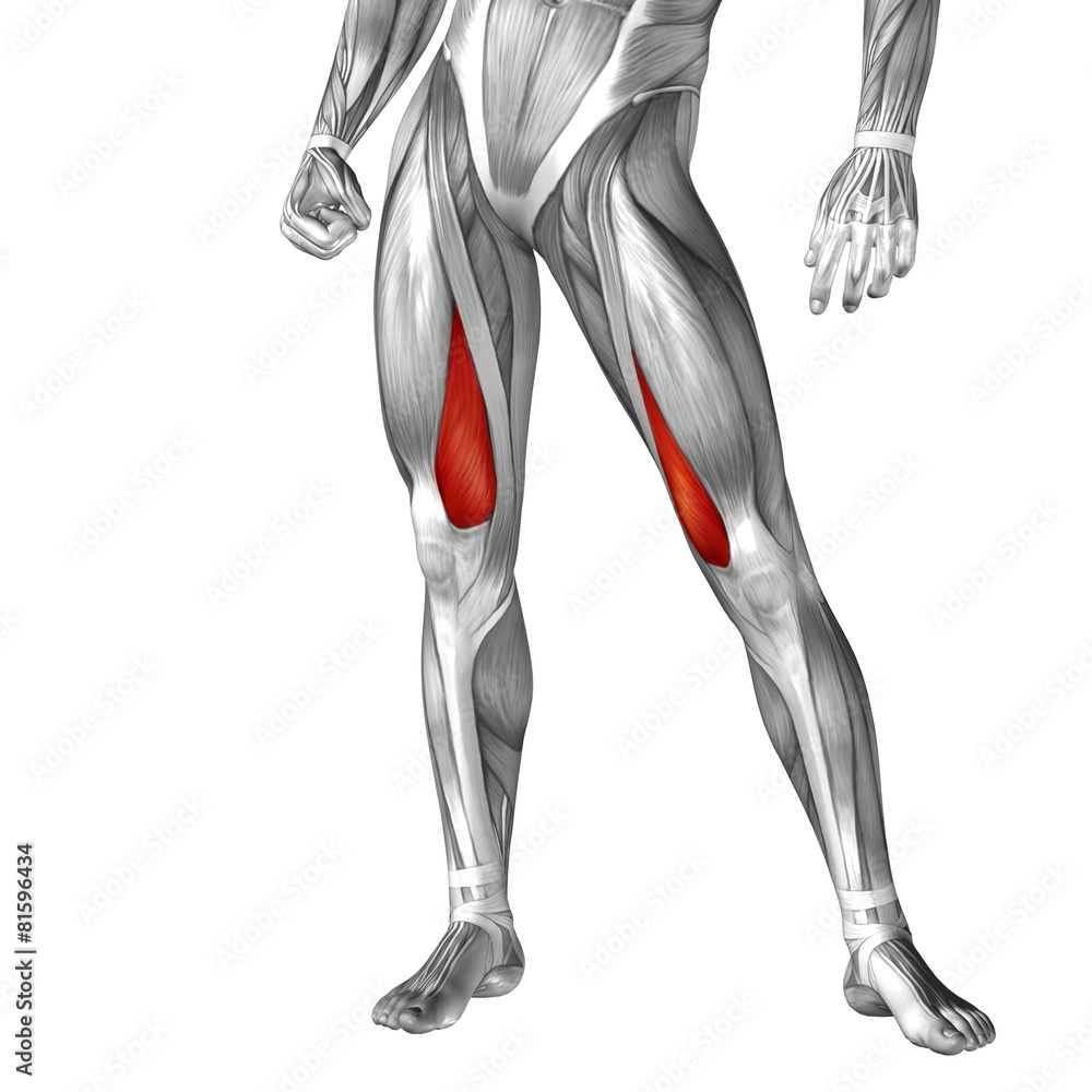 Conceptual 3D human front upper leg muscle anatomy Conceptual 3D human front upper leg muscle anatomy