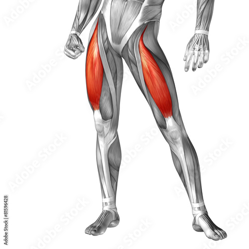 Conceptual 3D human front upper leg muscle anatomy
