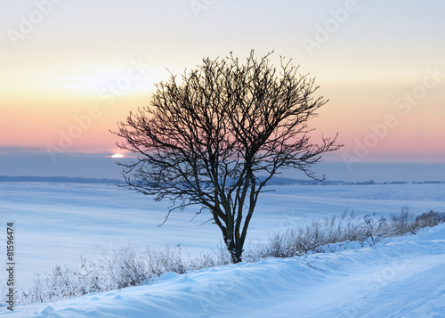 Lonely tree © Lesiv